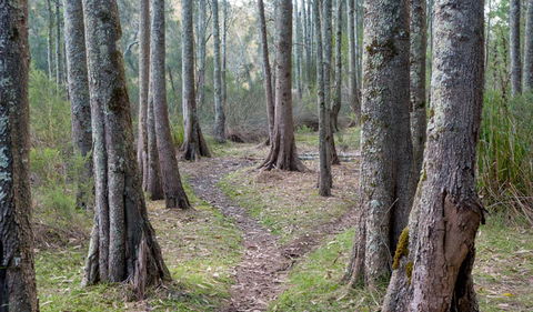 Anabranch Loop Track - Accommodation Port Macquarie 1