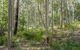Anabranch Loop Track - thumb 2