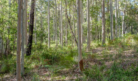 Anabranch Loop Track - Accommodation Port Macquarie 2