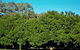 Medowie Macadamias - thumb 6