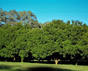 Medowie Macadamias - Accommodation Port Macquarie 6
