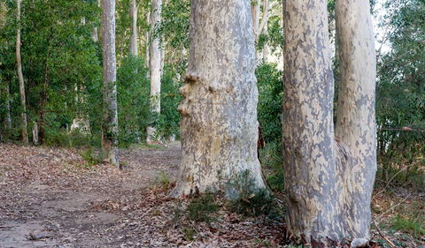 Delta Track - Accommodation Port Macquarie 3
