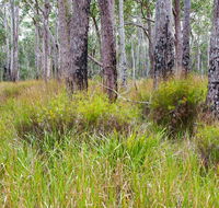 Narrawallee Inlet walking track - Accommodation Port Macquarie