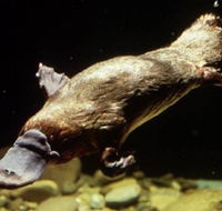 Platypus Pool - Accommodation Port Macquarie
