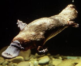 Platypus Pool - Accommodation Port Macquarie 0