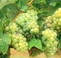 Red Tail Wines - Accommodation Port Macquarie