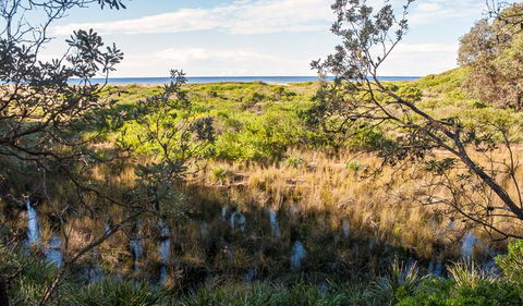 Burrawang Track - Conjola Beach To Buckleys Point - Accommodation Port Macquarie 1
