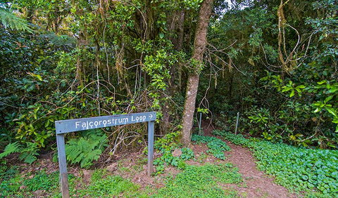 Falcorostrum Loop Walking Track - Accommodation Port Macquarie 0