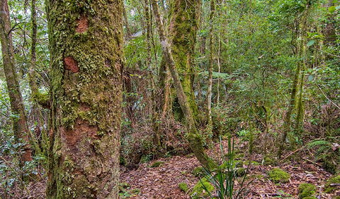 Falcorostrum Loop Walking Track - Accommodation Port Macquarie 2