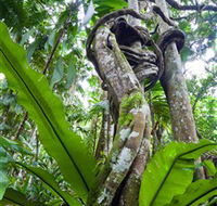 Tamborine Rainforest Skywalk - Accommodation Port Macquarie