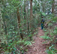 Blackbutt walking track - Accommodation Port Macquarie