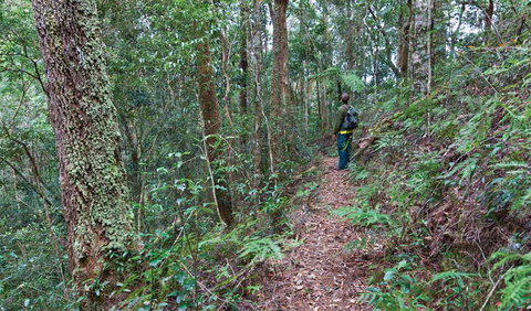 Blackbutt Walking Track - Accommodation Port Macquarie 0