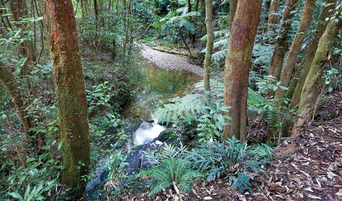 Blackbutt Walking Track - Accommodation Port Macquarie 1