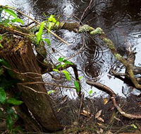 Mogo Bushwalk - Accommodation Port Macquarie