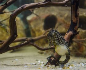 Irukandji Shark And Ray Encounters - Accommodation Port Macquarie 2