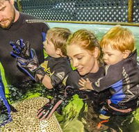 Irukandji Shark and Ray Encounters - Accommodation Port Macquarie