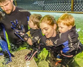 Irukandji Shark And Ray Encounters - Accommodation Port Macquarie 0