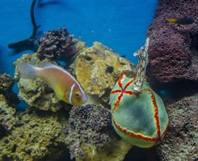 Irukandji Shark And Ray Encounters - Accommodation Port Macquarie 6