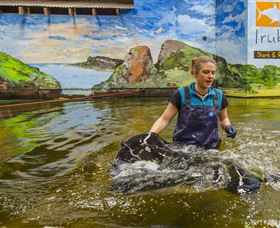 Irukandji Shark And Ray Encounters - Accommodation Port Macquarie 7
