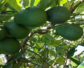 The Avocado Farm - Accommodation Port Macquarie 6