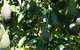 The Avocado Farm - thumb 7