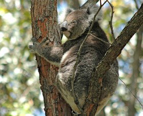Tilligerry Habitat State Reserve - Accommodation Port Macquarie 1