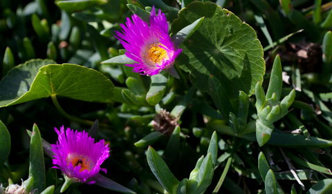 Murramarang Aboriginal Area - Accommodation Port Macquarie 3