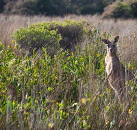 Murramarang Aboriginal Area walking track - Accommodation Port Macquarie