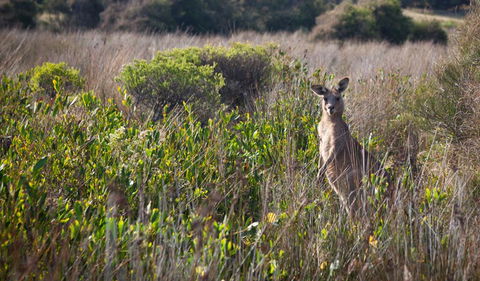 Murramarang Aboriginal Area Walking Track - Accommodation Port Macquarie 0