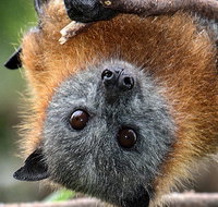 Wingham Brush Nature Reserve - Accommodation Port Macquarie