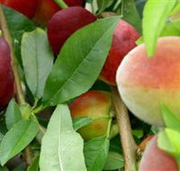 Fruit Salad Tree Company - Accommodation Port Macquarie