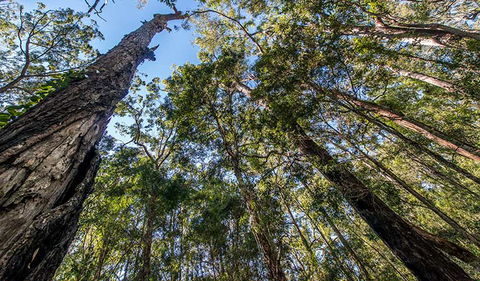 Brimbin Nature Reserve - Accommodation Port Macquarie 3