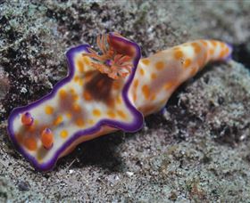Curtain Artificial Reef Dive Site - Accommodation Port Macquarie 0