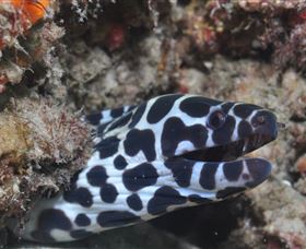 Curtain Artificial Reef Dive Site - Accommodation Port Macquarie 2