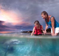 Tangalooma Dolphin Feeding - Accommodation Port Macquarie