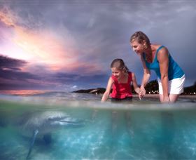 Tangalooma Dolphin Feeding - Accommodation Port Macquarie 0