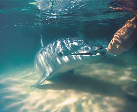 Tangalooma Dolphin Feeding - Accommodation Port Macquarie 1