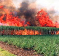 Reeves Family Sugar Cane Farm - Accommodation Port Macquarie