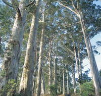 The Great Forest Trees Drive - Accommodation Port Macquarie
