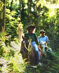 Clarendon Forest Retreat Horse Riding - Accommodation Port Macquarie 0