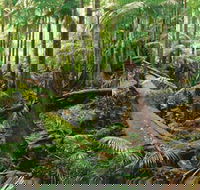 Wollumbin-Mount Warning National Park - Accommodation Port Macquarie