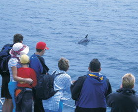 Dolphin Discovery Centre - Accommodation Port Macquarie 3