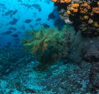 Henderson Rock Dive Site - Accommodation Port Macquarie