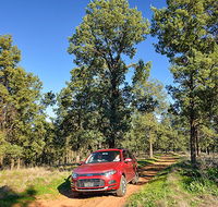 Wallingat Forest drive - Accommodation Port Macquarie