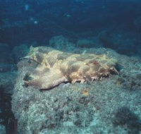 Scottish Prince Dive Site - Accommodation Port Macquarie