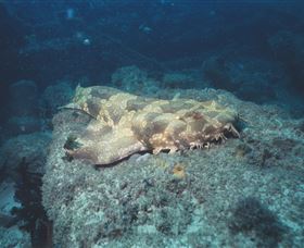 Scottish Prince Dive Site - Accommodation Port Macquarie 0