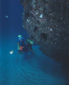 Scottish Prince Dive Site - Accommodation Port Macquarie 1