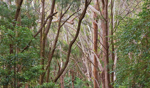 Ulidarra National Park - Accommodation Port Macquarie 1