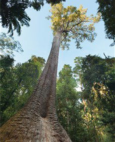 Burrawan State Forest - Accommodation Port Macquarie 1