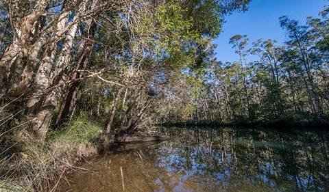 Queens Lake Nature Reserve - Accommodation Port Macquarie 3
